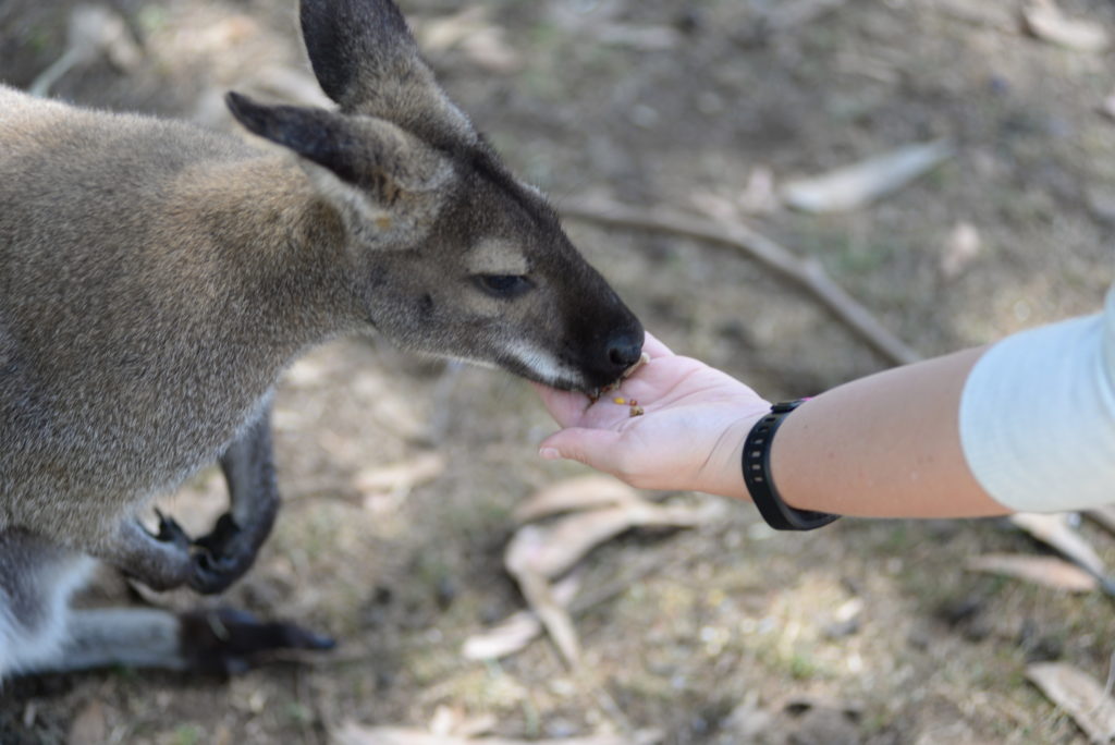 Kangaroo Island Feeding Kangaroos