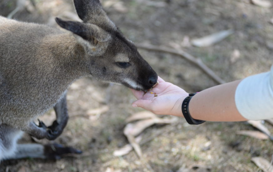 Kangaroo Island Feeding Kangaroos