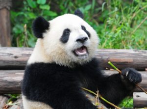 Giant Panda China