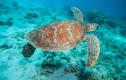 Cairns Ecosystems Tour For Students - WorldStrides Australia