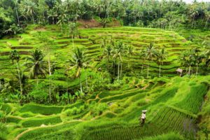 Rice Paddy Fields Bali Indonesia