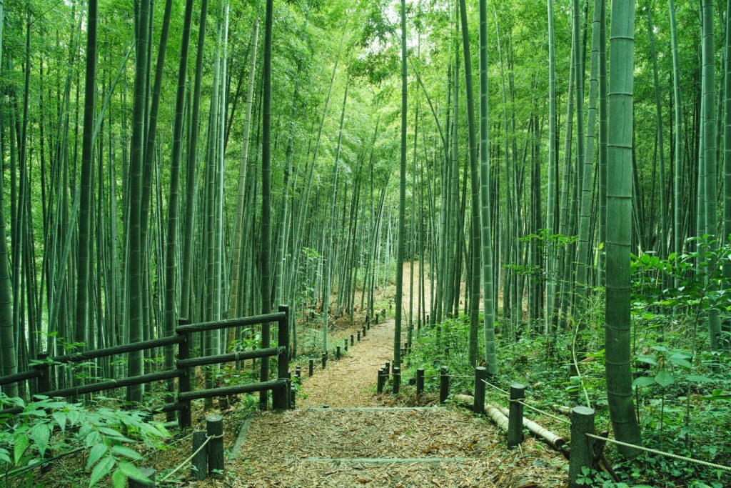 Japan Bamboo