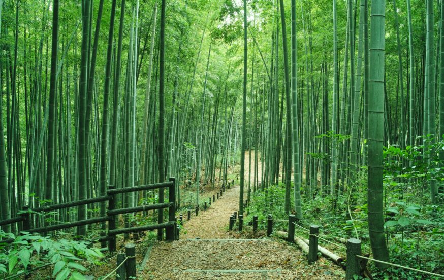 Japan Bamboo