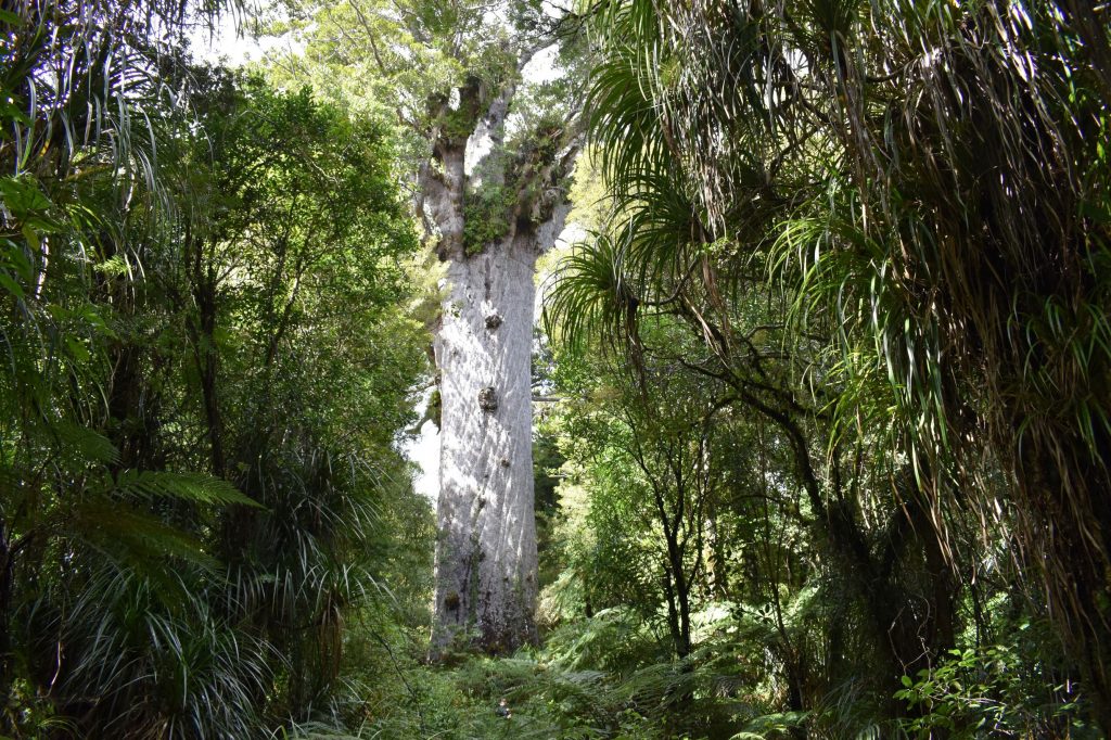 Waipoua Kauri Forest New Zealand school tour