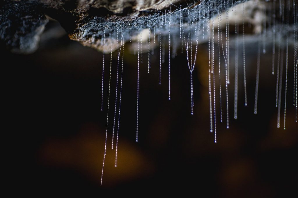 Te Anau glow worms, new zealand school tours