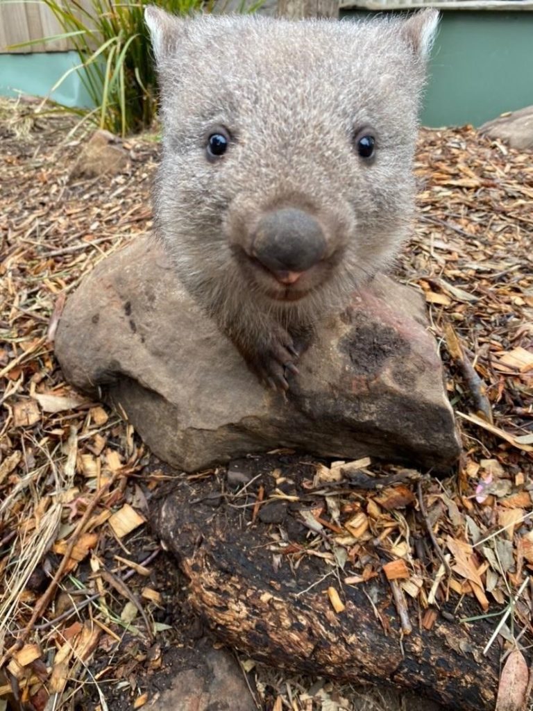 wombat, bonarong sanctuary