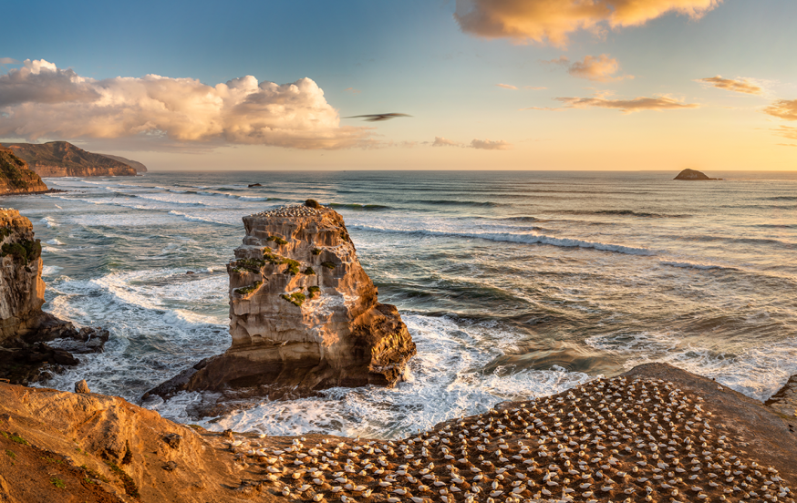 WorldStrides Gannets at Muriwai Beach - New Zealand