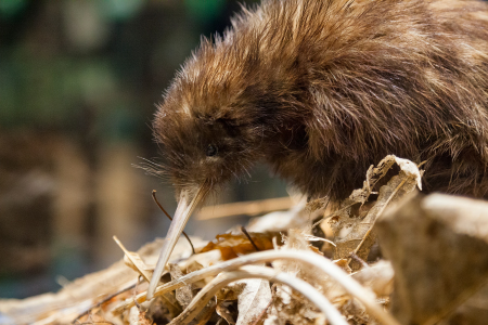 kiwi bird