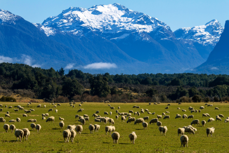 interesting facts about NZ